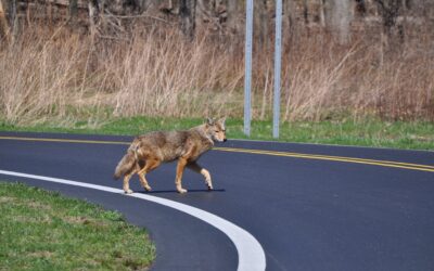 Song Dogs: Coyote Hunting