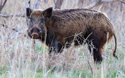 Illinois Proposes Plan to Airlift Wild Hogs Into Shawnee National Forest