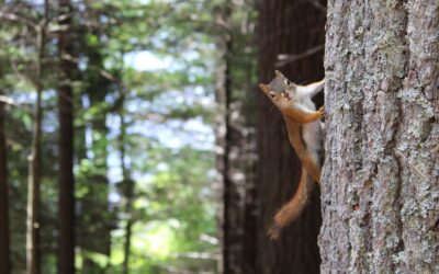 Four Reasons Why You Should Be Hunting Squirrels