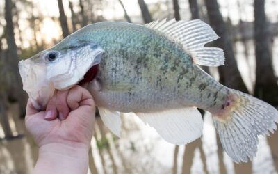 The Fish Fry: Crappie