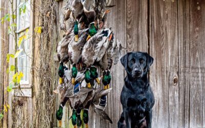 The “41”: The Waterfowl Grand Slam