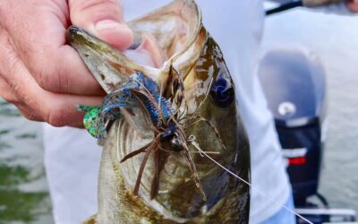 Top 5 Tactics for Springtime Bass Fishing
