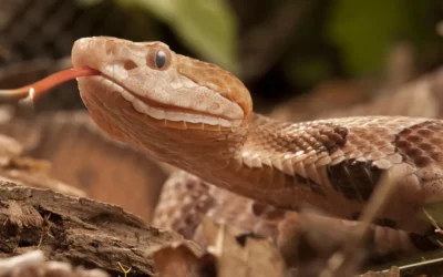 Venomous Snakes: How to Stay Safe in the Wild