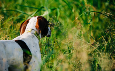 Hunting with Dogs – A Pastime with Prehistoric Roots