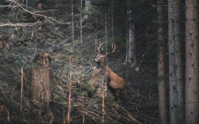 The Ultimate Guide to Leasing Land for Deer Hunting