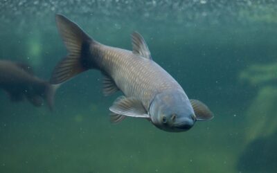 Bounty Hunter: Black Carp