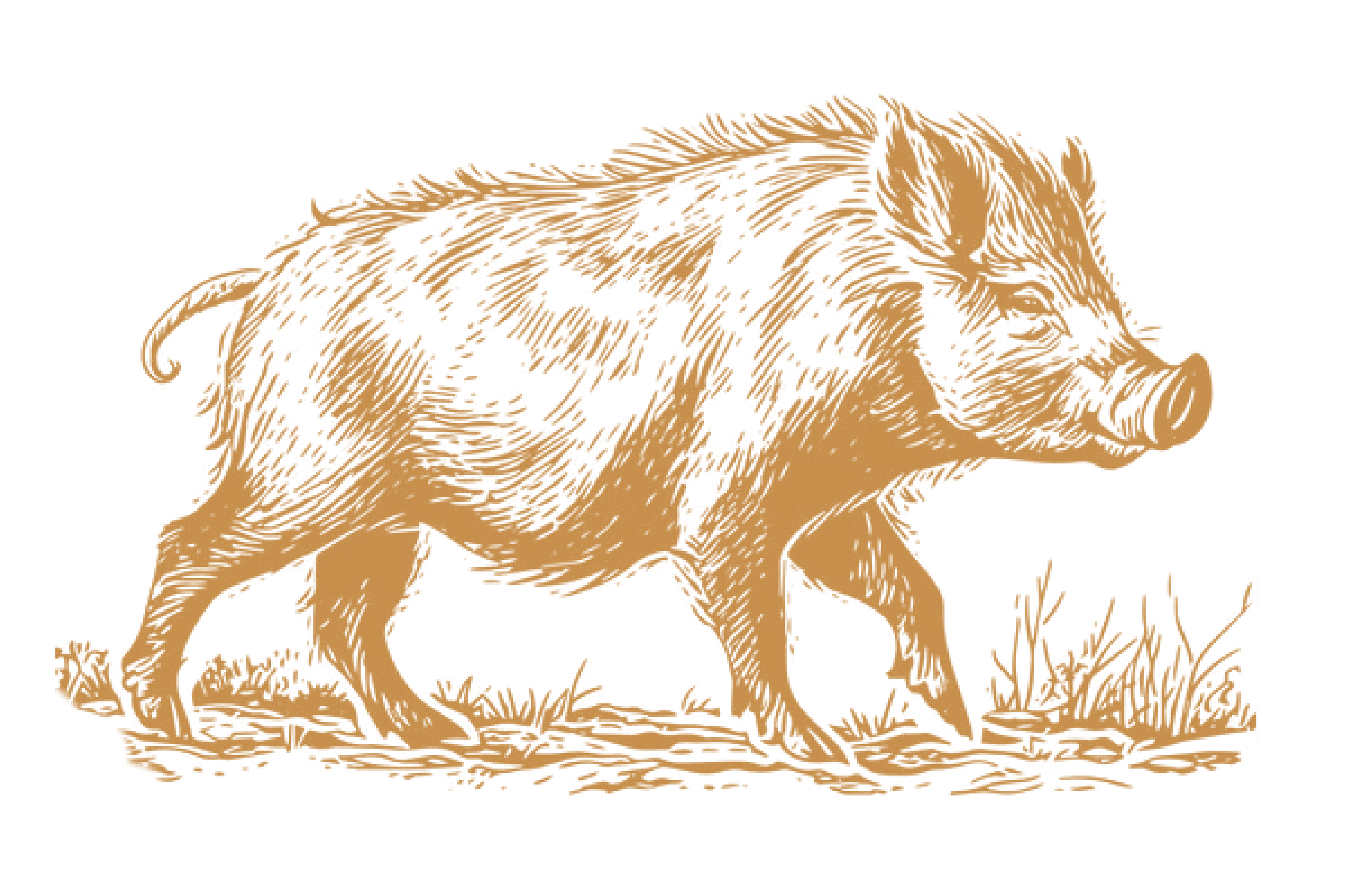 Hog Outline, Gold, Landing Page