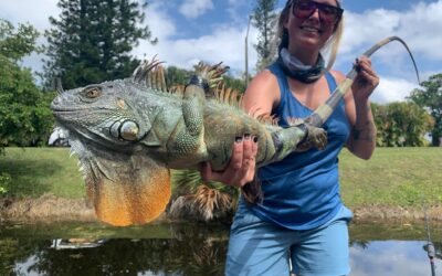 Invasive Species Spotlight: Iguanas in South Florida