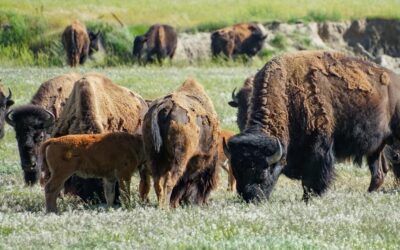 Filling your Freezer: Everything You Need to Know about Meat Hunts