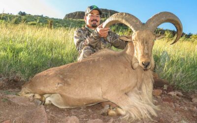 Texas Aoudad: The Unexpected Hunt You Should Be Adding To Your List