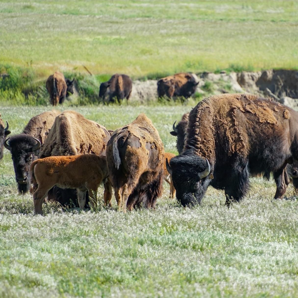 Bison, Meat Hunt, Vaughn, MT