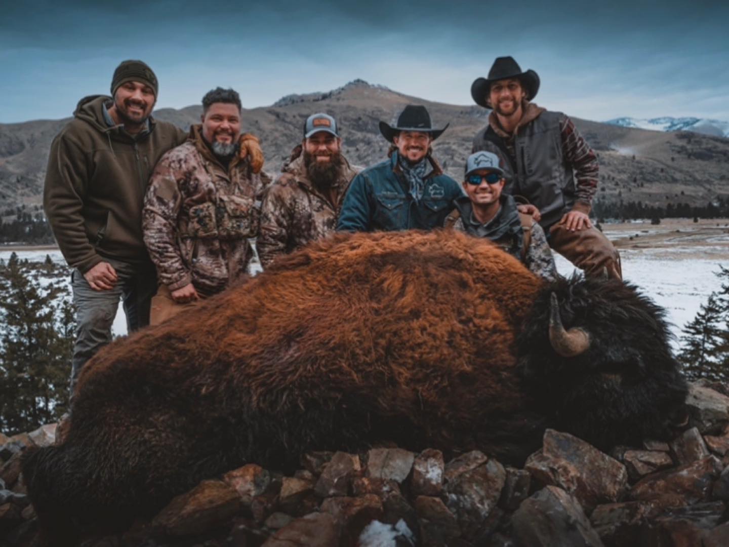 Branded Bison, Bison Hunt Bison hunt, Montana.