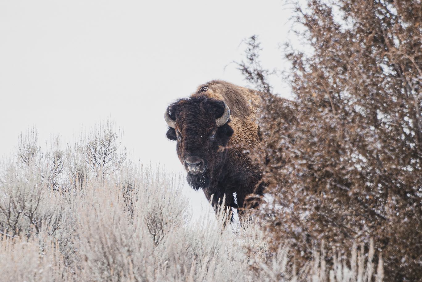 Montana, Bison, BB 1 Montana buffalo in winter.