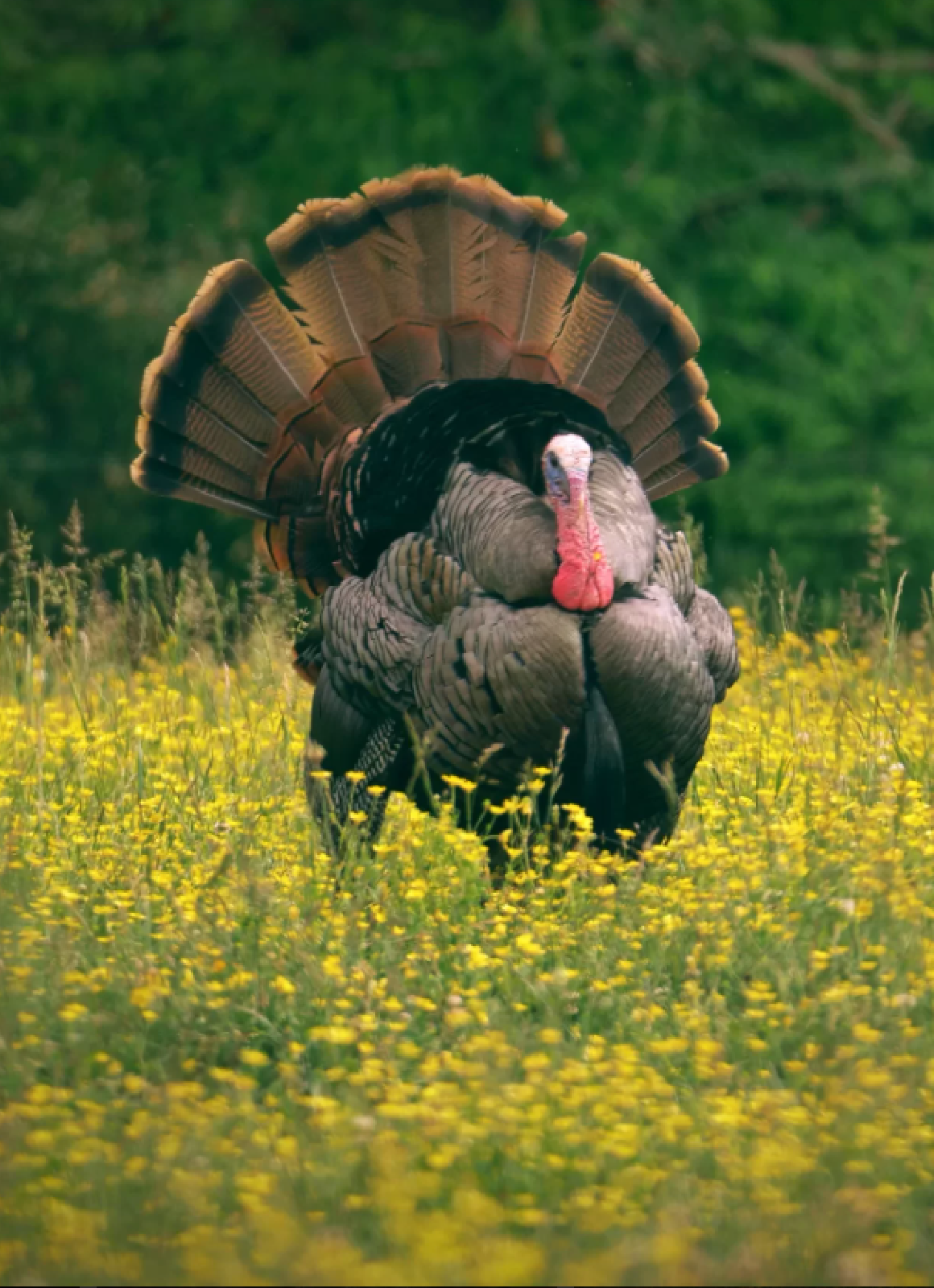 Missouri Eastern turkey shown in a field of goldenrod.
