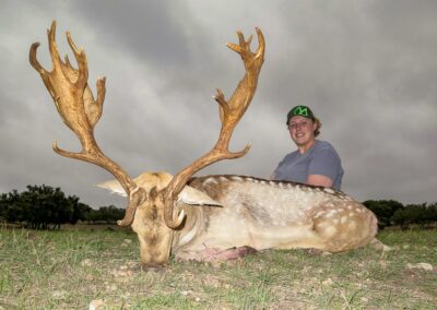 Fallow Deer Hunt, Alpine, TX