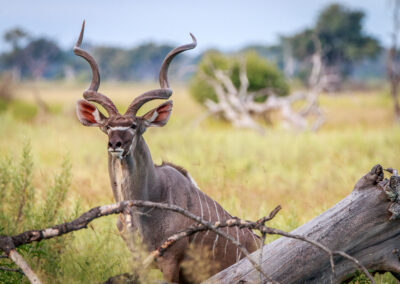 A male Kudu starring at the camera in the Okavango Delta, Botswana.