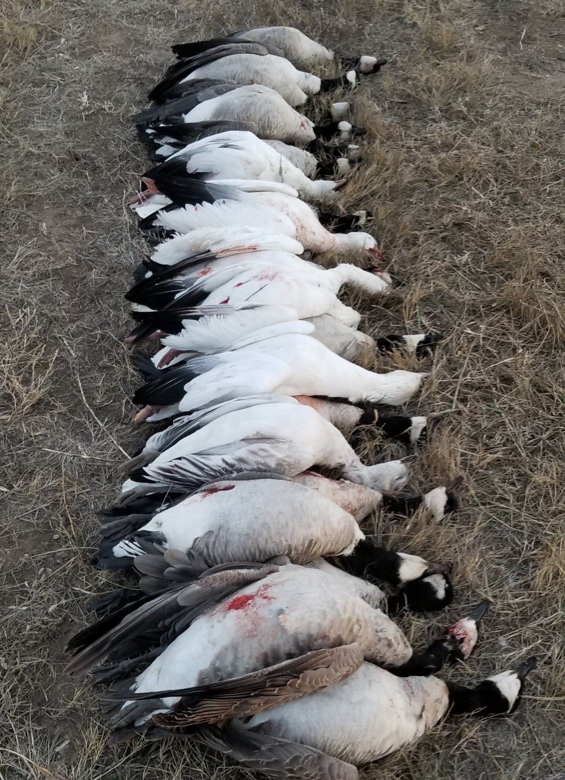 Hunters pictured in the woods for a timber duck hunt in Arkansas.