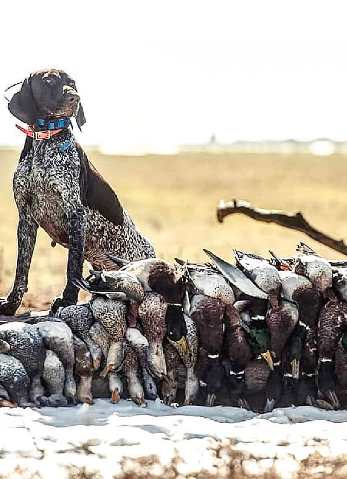Hunter pictured at sunrise over decoys during a Maryland duck hunt.