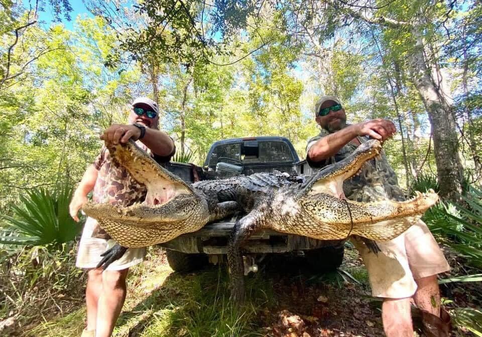Two hunters shown with Gators in Louisiana.