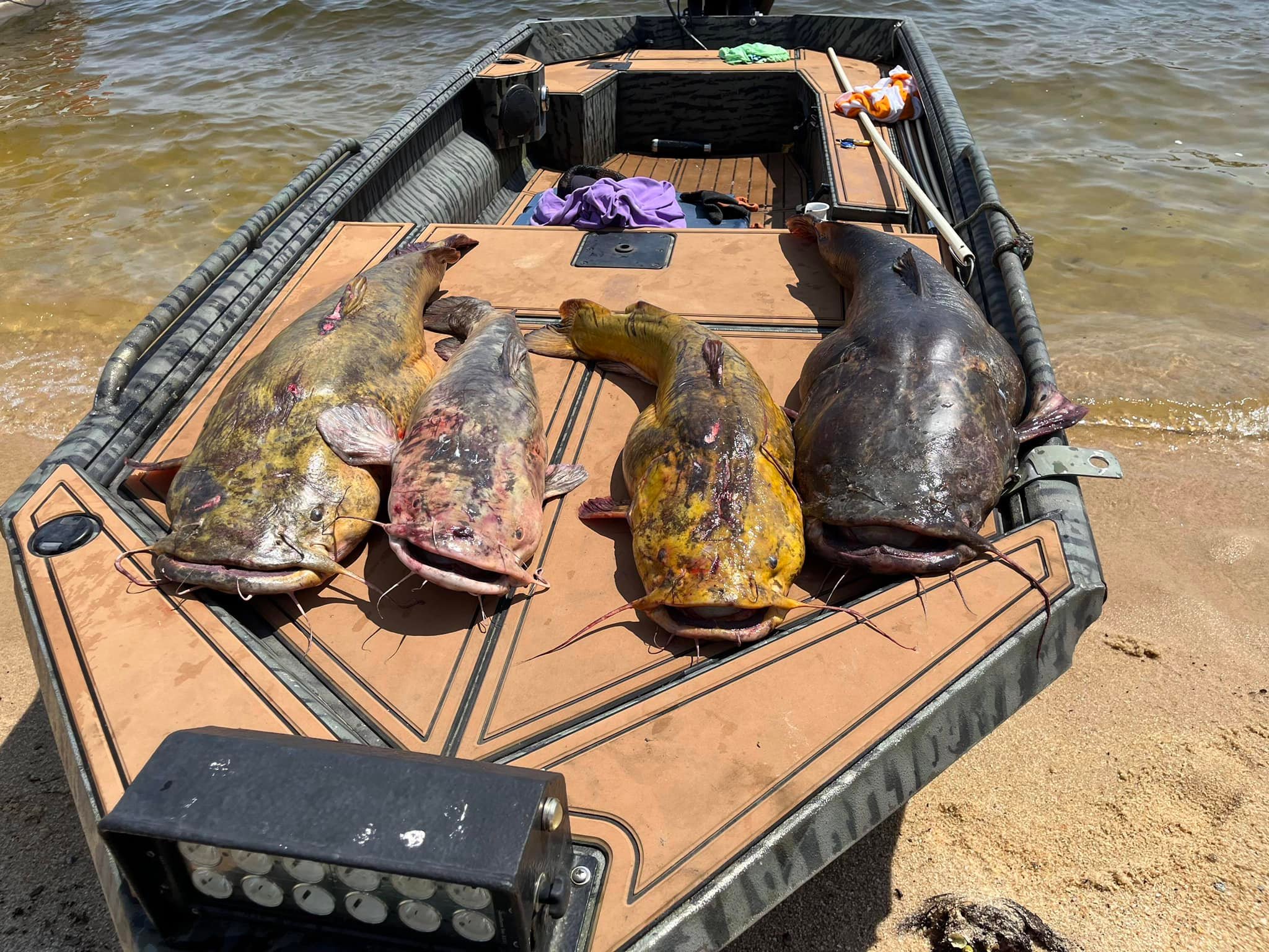Boat full of catfish on noodling trip in South Carolina.