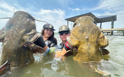 Noodling for Catfish? Here’s What You Need to Know