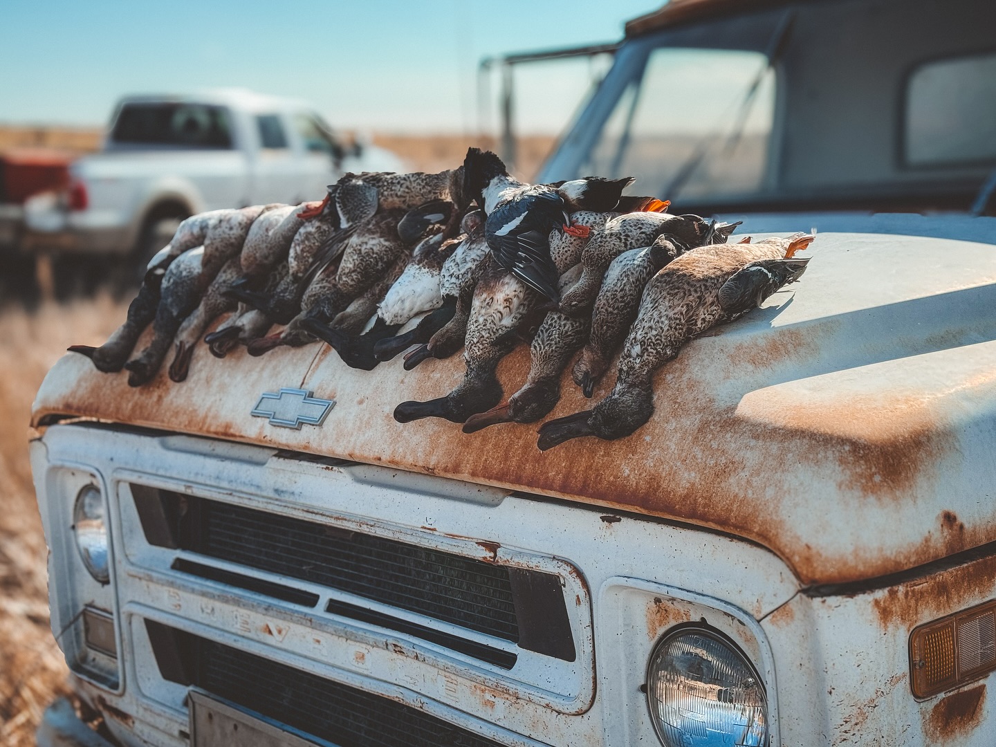 Caprock, Duck 2 Nebraska snow goose with band.