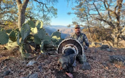 Beyond the Grand Slam: Planning Your Gould’s or Ocellated Hunt